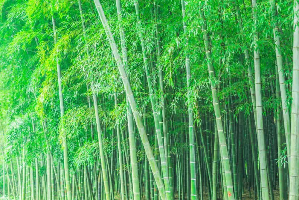 Bamboo Uses and Bamboo Benefits